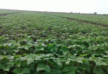 Plantação de Feijão em Chokwé