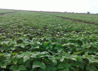 Plantação de Feijão em Chokwé