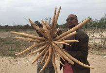 Produção de Mandioca em katembe