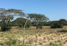 Plantação de Ananás em Katembe.