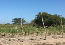 Produção de Milho em Katembe.